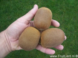 kiwi